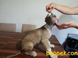 Safkan DANUA YAVRULARIMIZ  TR DE YOK BÖLE RENK KALIP 4