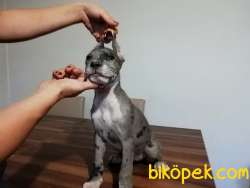 Safkan DANUA YAVRULARIMIZ  TR DE YOK BÖLE RENK KALIP 1