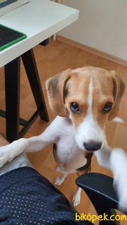 Safkan Dişi Beagle Yavrusu 2