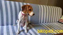 Safkan Dişi Beagle Yavrusu 1