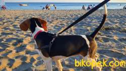 Safkan Dişi Beagle Yavrusu 3