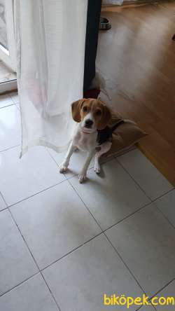 Safkan Dişi Beagle Yavrusu 4