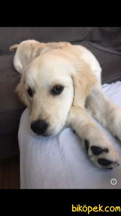 Safkan Dişi Beyaz Golden Retriever 1