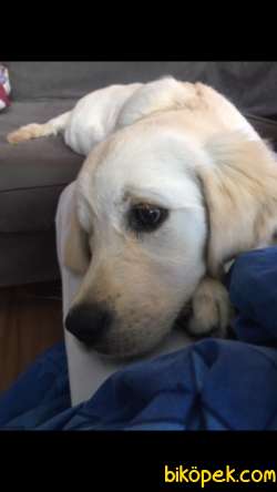 Safkan Dişi Beyaz Golden Retriever 2