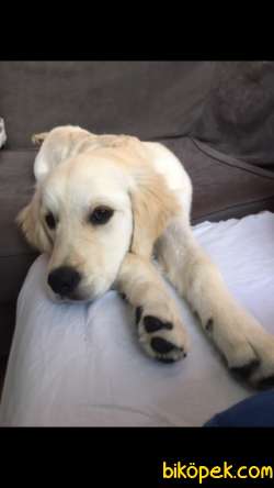 Safkan Dişi Beyaz Golden Retriever 3