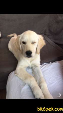 Safkan Dişi Beyaz Golden Retriever 4