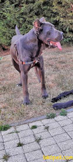 Safkan Dişi  Blue Cane Corso 4