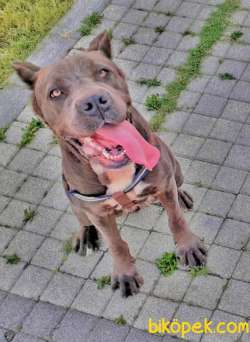Safkan Dişi  Blue Cane Corso 1