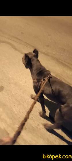 Safkan Dişi  Blue Cane Corso 3