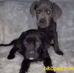 Safkan Dişi Blue Ve Klasik CANE CORSO 2