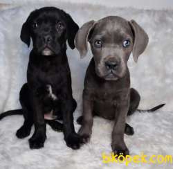 Safkan Dişi Blue Ve Klasik CANE CORSO 1