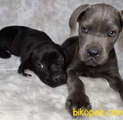 Safkan Dişi Blue Ve Klasik CANE CORSO 3