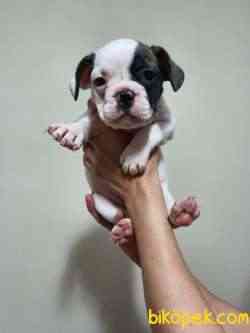 Safkan Dişi Ve Erkek French Bulldog Yavrular 4