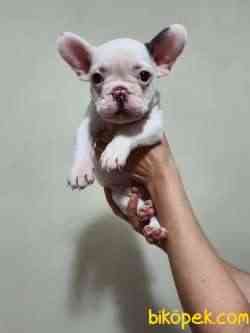 Safkan Dişi Ve Erkek French Bulldog Yavrular 2