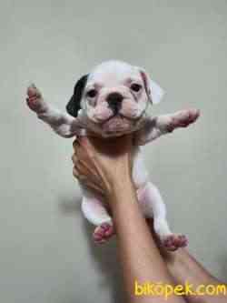 Safkan Dişi Ve Erkek French Bulldog Yavrular 3