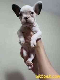 Satilik French Bulldog Ilanlari Icin Hemen Tiklayin Sayfa 3 Bikopek Com