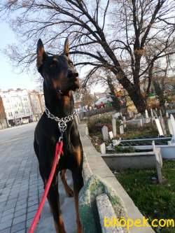 SAFKAN AMERİKAN DOBERMAN 5 AYLIK  KARMA AŞILARI YAPILDI. 5