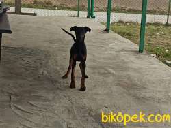 SAFKAN AMERİKAN DOBERMAN 5 AYLIK  KARMA AŞILARI YAPILDI. 1