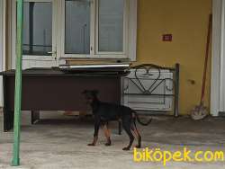 SAFKAN AMERİKAN DOBERMAN 5 AYLIK  KARMA AŞILARI YAPILDI. 3