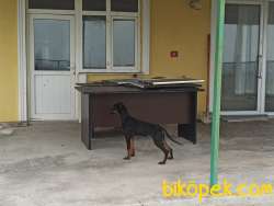 SAFKAN AMERİKAN DOBERMAN 5 AYLIK  KARMA AŞILARI YAPILDI. 2