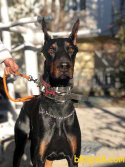 SAFKAN AMERİKAN DOBERMAN 5 AYLIK  KARMA AŞILARI YAPILDI. 4