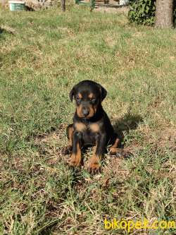 Safkan Doberman ( Kendi Köpeklerimizin Yavruları Üretici Değiliz) 5