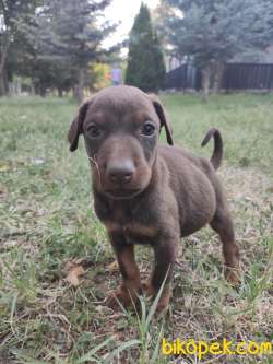 Safkan Doberman ( Kendi Köpeklerimizin Yavruları Üretici Değiliz) 4