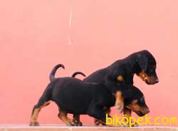 SAFKAN DOBERMAN YAVRULARI 2