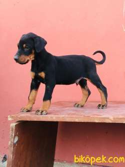 SAFKAN DOBERMAN YAVRULARI 4