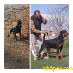 SAFKAN DOBERMAN YAVRULARI 1