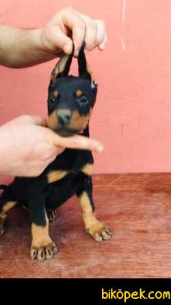 SAFKAN DOBERMAN YAVRULARI 3