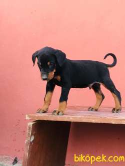 SAFKAN DOBERMAN YAVRULARI 5