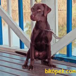 Safkan Eğitimli Çikolata Labrador 2