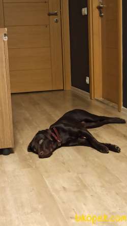 Safkan Eğitimli Çikolata Labrador 4