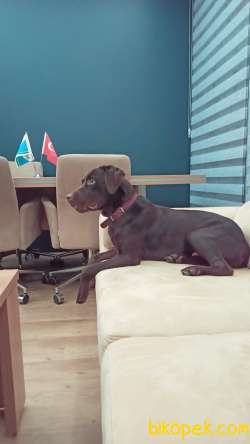 Safkan Eğitimli Çikolata Labrador 3
