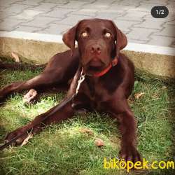 Safkan Eğitimli Çikolata Labrador 1