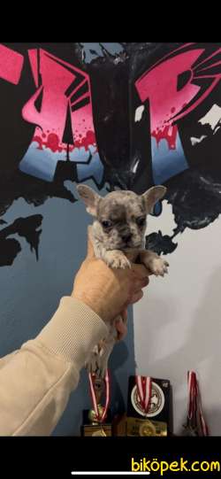 Safkan Egzotik French Bulldog Yavrularımız 45 Günlük 5