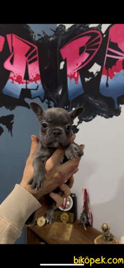 Safkan Egzotik French Bulldog Yavrularımız 45 Günlük 4