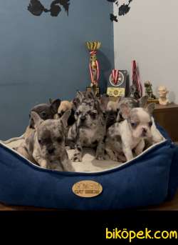 Safkan Egzotik French Bulldog Yavrularımız 45 Günlük 3