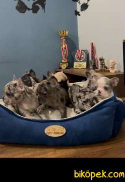 Safkan Egzotik French Bulldog Yavrularımız 45 Günlük 2