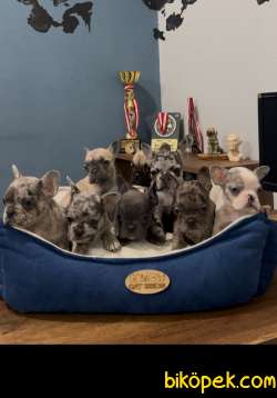 Safkan Egzotik French Bulldog Yavrularımız 45 Günlük