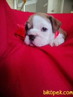 SAFKAN ENGLİSH BULLDOG 1