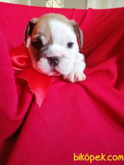 SAFKAN ENGLİSH BULLDOG 4