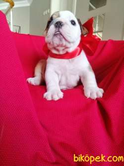 SAFKAN ENGLİSH BULLDOG 3