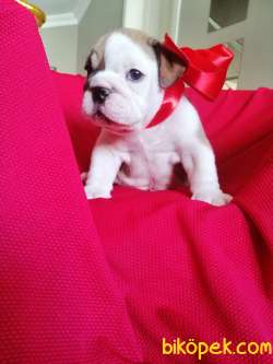 SAFKAN ENGLİSH BULLDOG 2