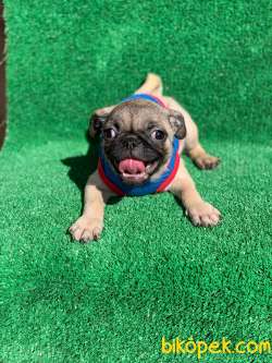 SAFKAN ERKEK VE DİŞİ PUG MOPS YAVRULAR 3