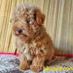 Safkan Erkek Red Poodle Yavrum 2