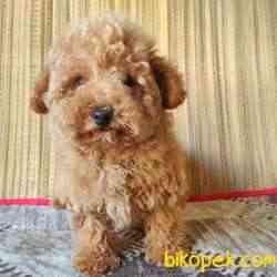 Safkan Erkek Red Poodle Yavrum 3