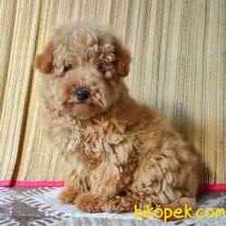 Safkan Erkek Red Poodle Yavrum 1