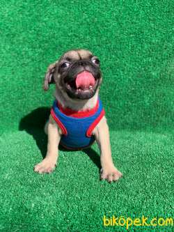 SAFKAN ERKEK VE DİŞİ PUG MOPS GÜL KUYRUK 3